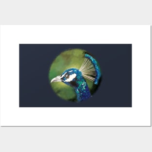 Blue peacock Posters and Art